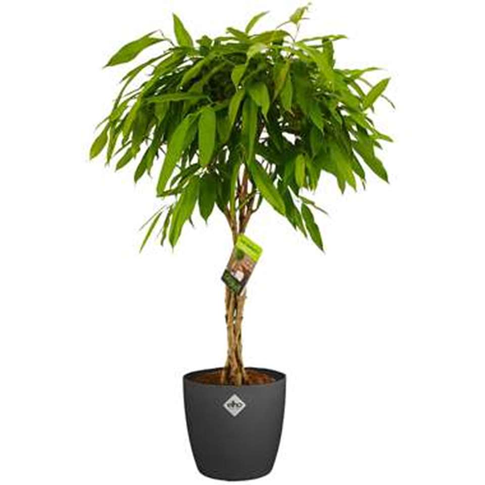Ficus Binnendijkii in ELHO ® Pure Round ⌀ h 100 cm | Bakker