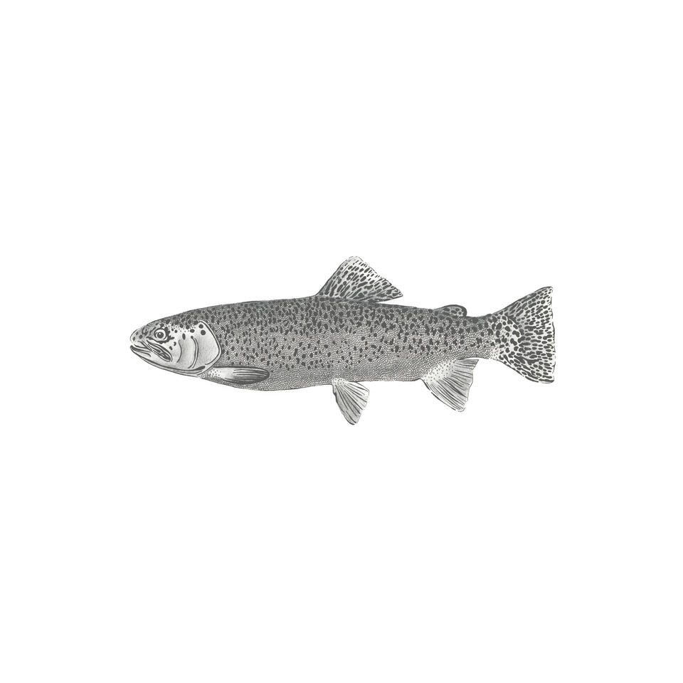 ESTAhome fotobehang - vis - wit en zwart - 1 x 2.5 m product