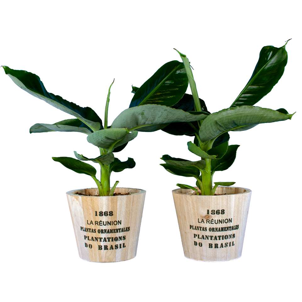 Intenz Home ® Twee bananenplantjes in houten pot Nairobi ⌀12 h30cm