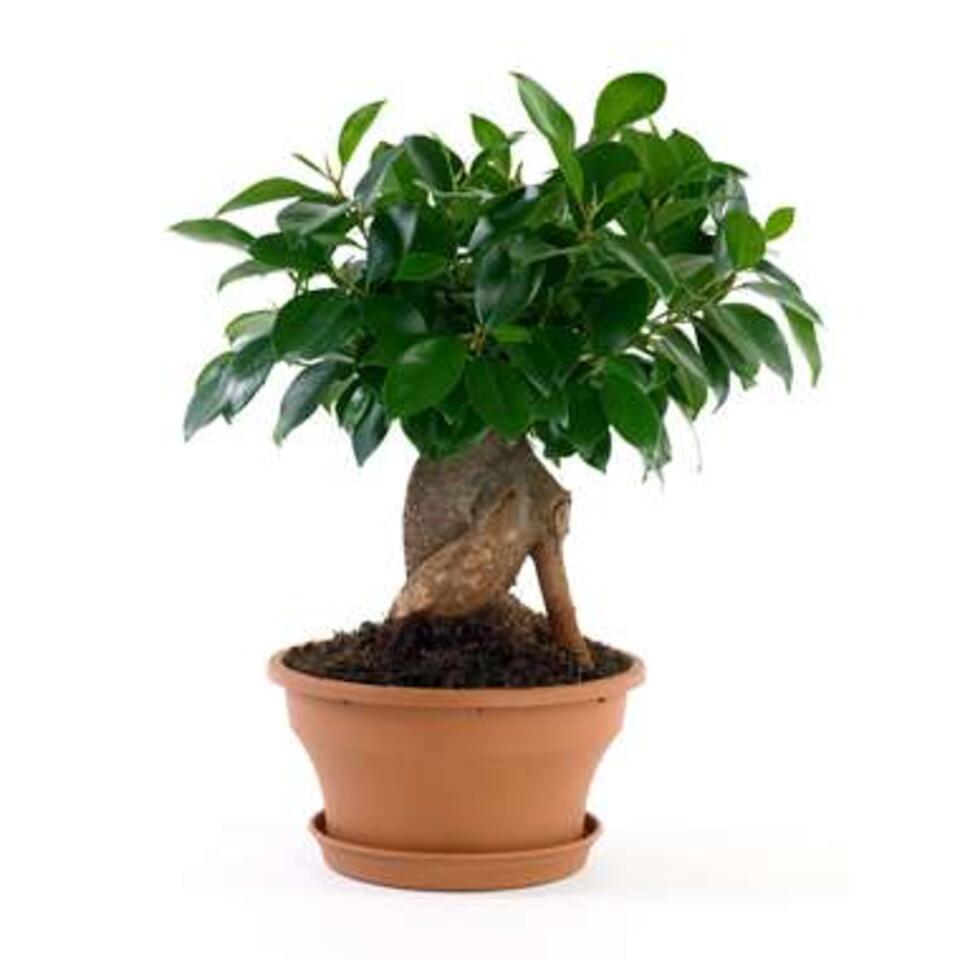 laden Kameraad intern Bonsai boompje - Ficus 'Ginseng' per stuk – Kamerplant ⌀17 cm - ↕35 cm |  Leen Bakker