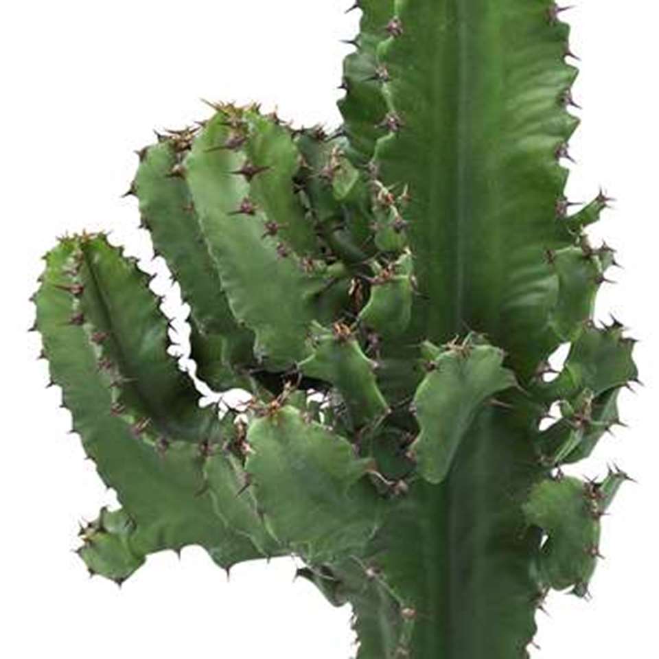 Euphorbia cactus in ELHO ® b.for soft pot (antraciet) ⌀ 22 cm h 70 cm