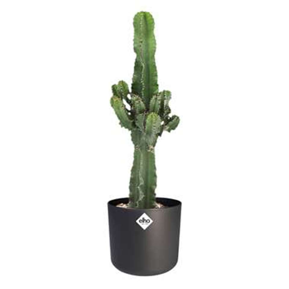 Euphorbia cactus in ELHO ® b.for soft pot (antraciet) ⌀ 22 cm h 70 cm