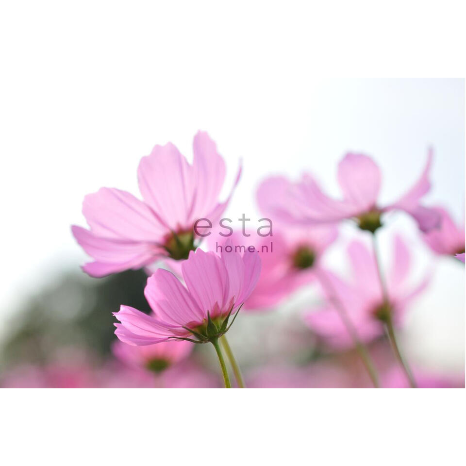 ESTAhome fotobehang - veldbloemen - roze - 418,5 cm x 279 m product