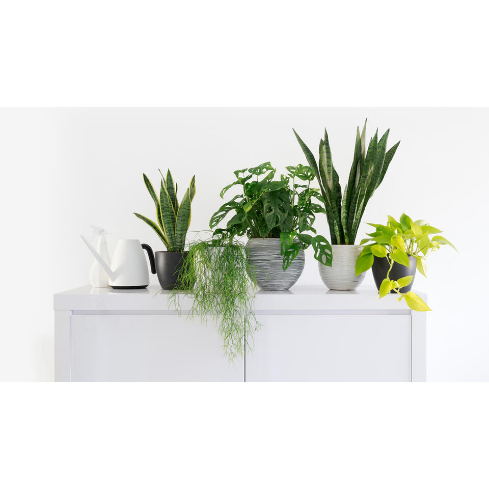 Sansevieria - Mix van planten - ⌀9 - ↕20-30