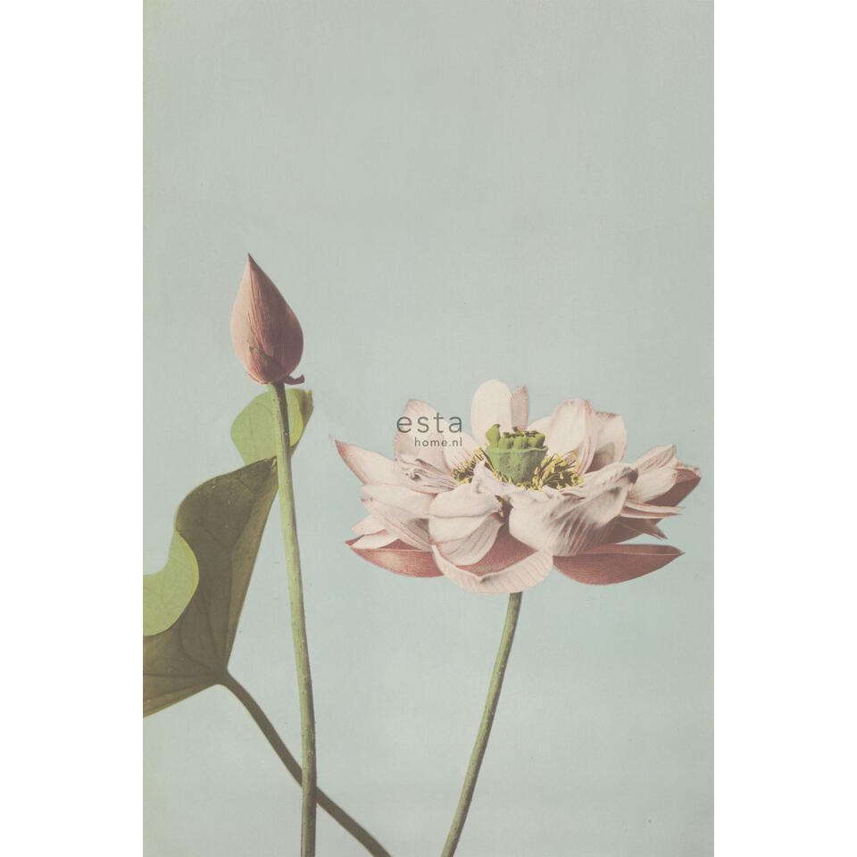 ESTAhome fotobehang - lotusbloem - oudroze - 1.86 x 2.79 m product