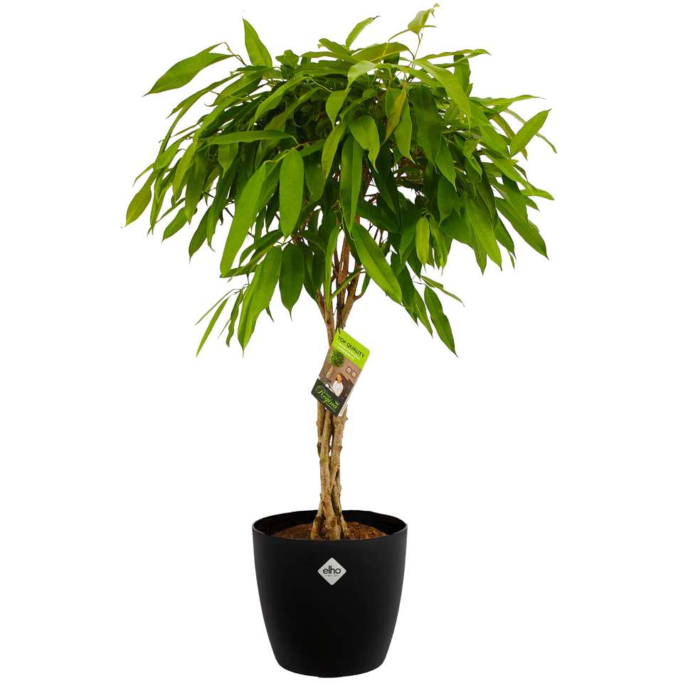 Ficus Binnendijkii in ELHO ® Pure Round (Zwart) ⌀ 25 cm h 100 cm