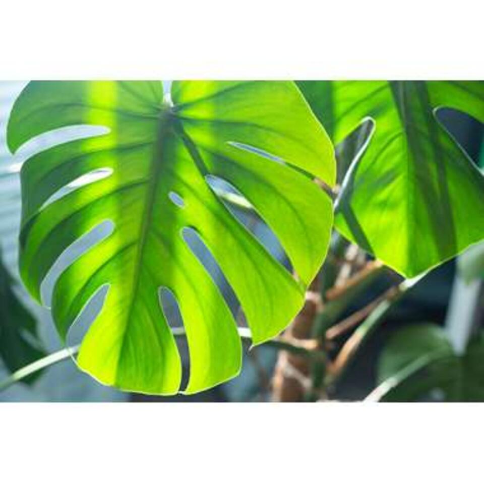 Gatenplant - Monstera 'Deliciosa' - Pot 17 cm - Hoogte 65 cm