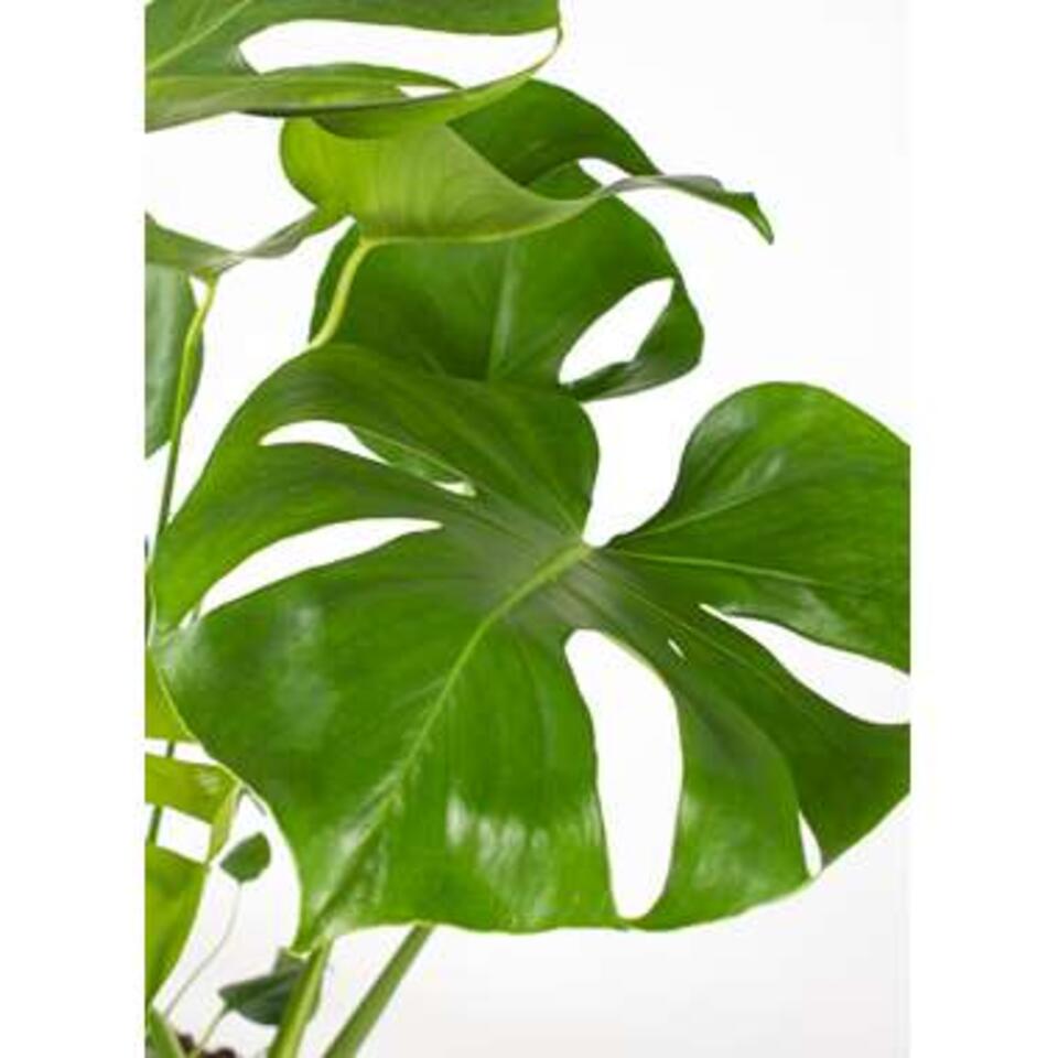 Gatenplant - Monstera 'Deliciosa' - Pot 17 cm - Hoogte 65 cm