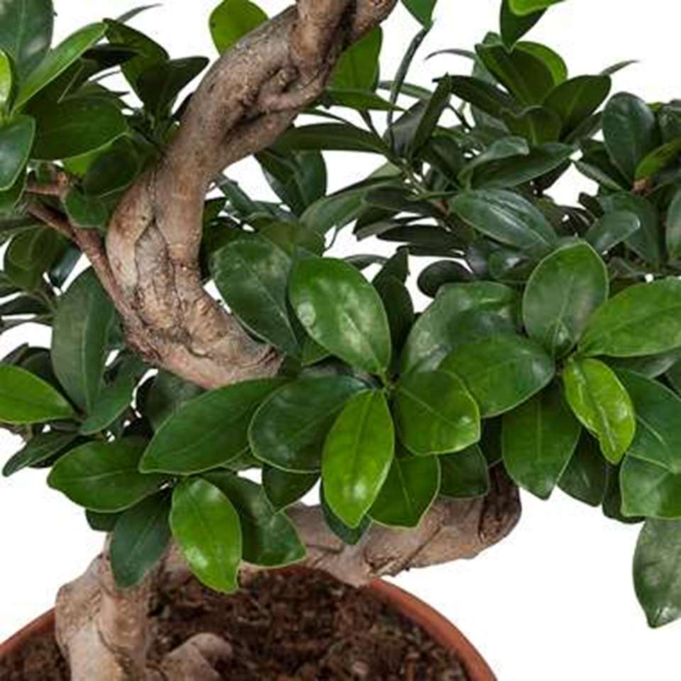Ficus Gin Seng in ELHO ® Pure Round (Zwart) ⌀ 30 cm h 70 cm