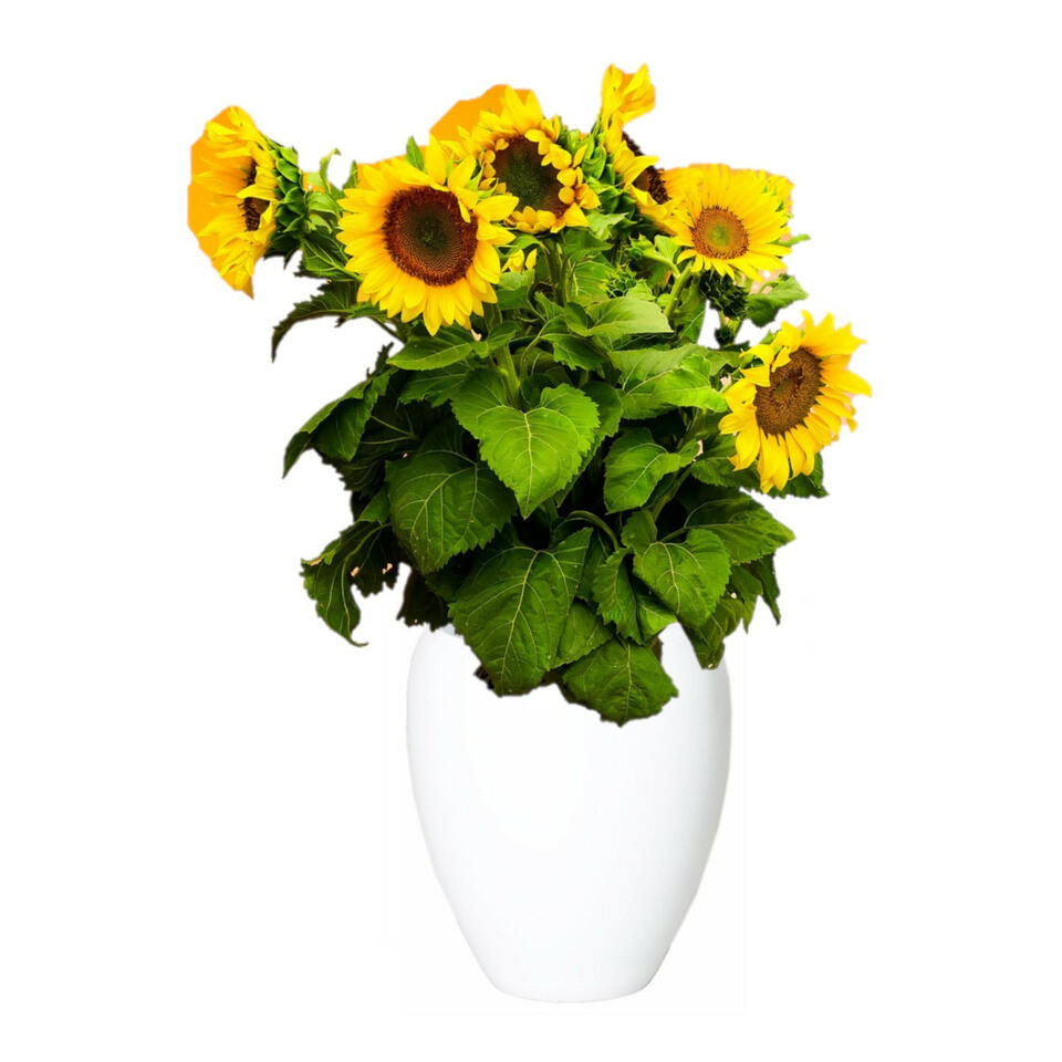 Heel boos Verlenen Afname Floran Vaas - wit - glanzend - keramiek - 25 x 28 cm | Leen Bakker