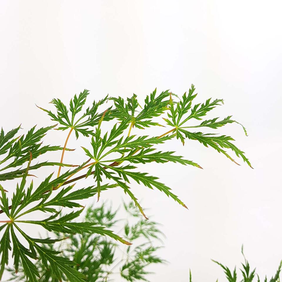 Japanse Esdoorn - Acer palm. 'Dissectum' - Pot 19 cm - Hoogte 65-75 cm