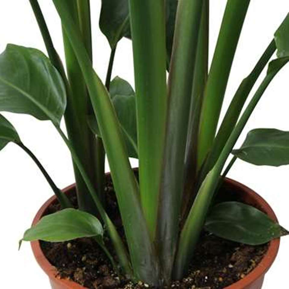 Paradijsvogelbloem in ELHO ® Pure Round pot (zwart), ⌀ 30 cm, h 110 cm