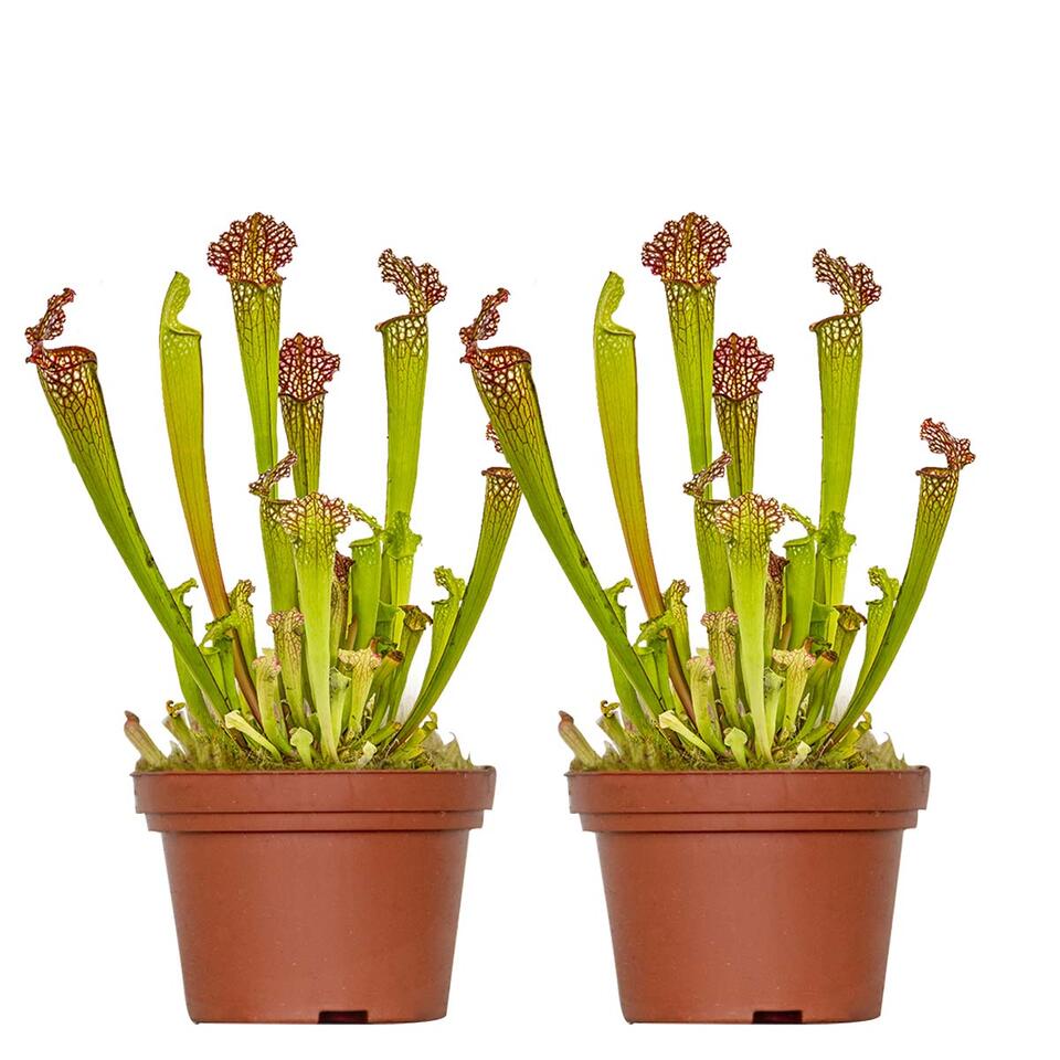 Vleesetende plant - Sarracenia 2x - Pot 12 cm - Hoogte 20 cm product