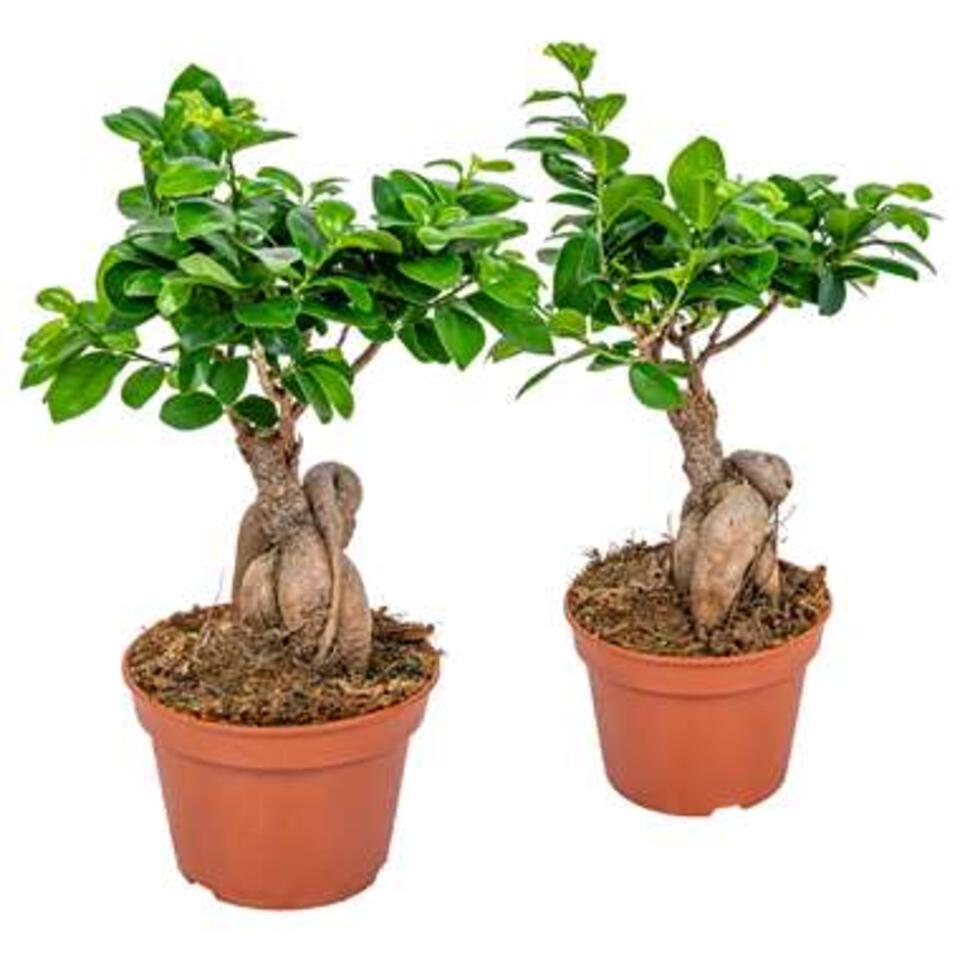 Bonsai boompje - Ficus 'Ginseng' 2x - Pot 15 cm - Hoogte 35 cm |