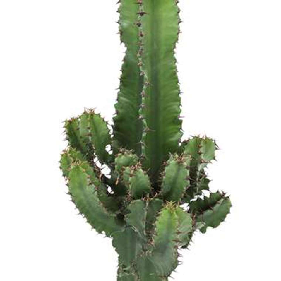 Euphorbia cactus in ELHO ® b.for soft pot (wit) ⌀ 22 cm h 70 cm