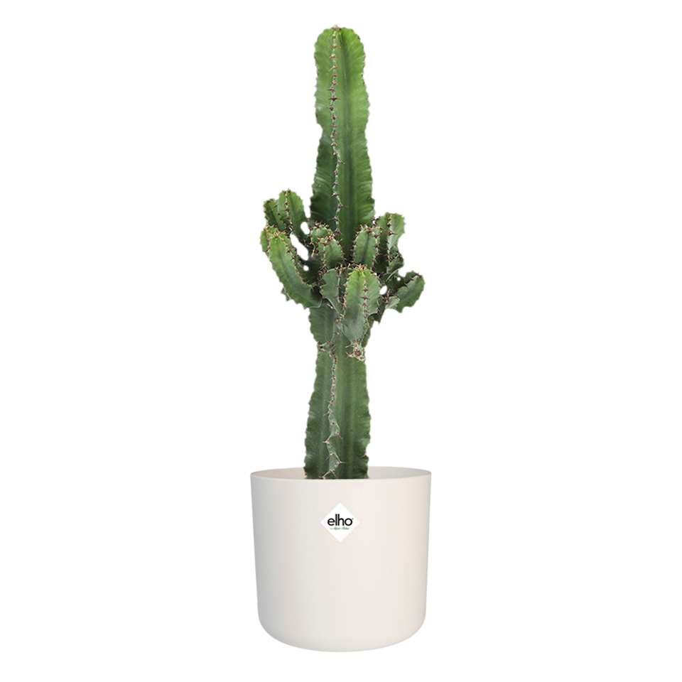 Euphorbia cactus in ELHO ® b.for soft pot (wit) ⌀ 22 cm h 70 cm