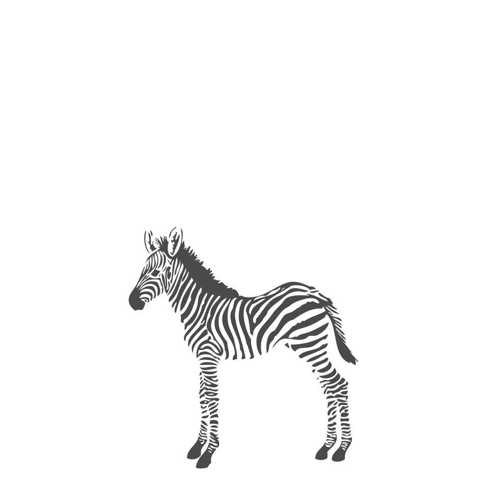 Origin fotobehang - zebra's - zwart wit - 1.5 x 2.79 m product