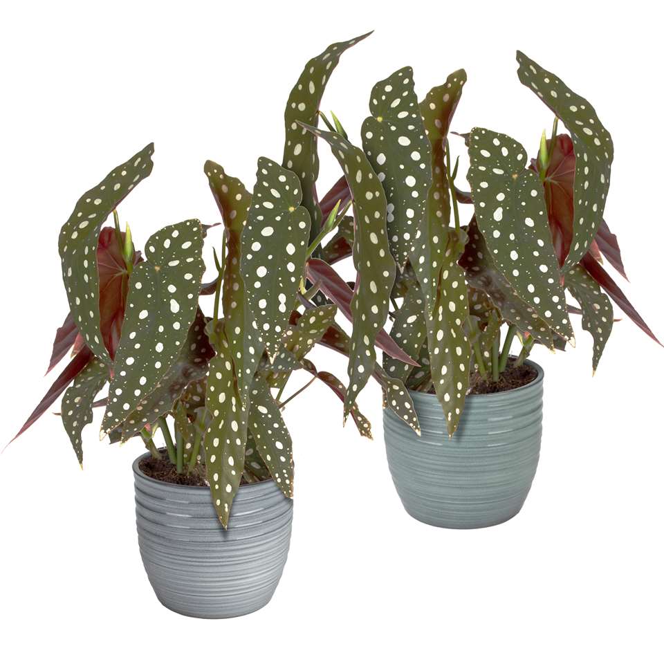 Eden Collection Duo Stippenplant in trendy keramiek ⌀ 12 cm h 40 cm product