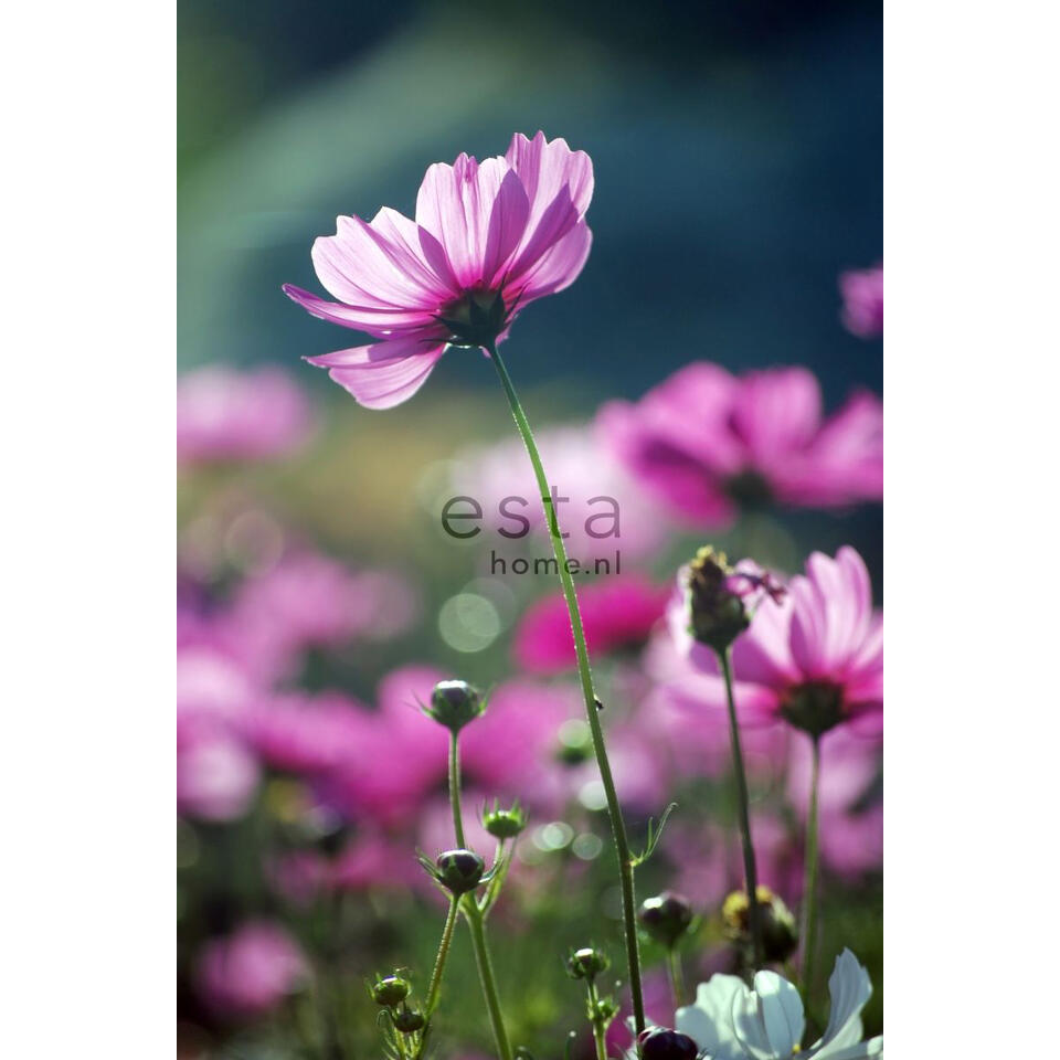 ESTAhome fotobehang - veldbloemen - roze - 186 cm x 279 m product
