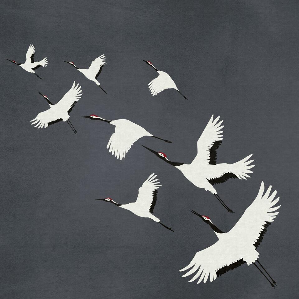 Origin fotobehang - kraanvogels - donkergrijs - 3 x 3 m product