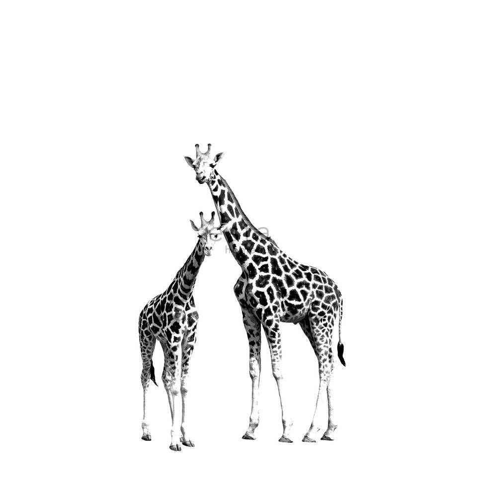 ESTAhome fotobehang - giraffen - zwart en wit - 139,5 cm x 2,79 m product