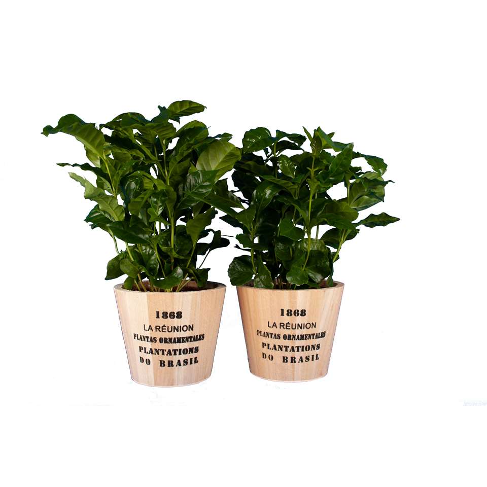 Intenz Home ®  Twee koffieplantjes in houten pot Nairobi ⌀12 h25 cm