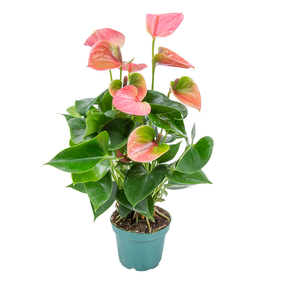 Anthurium - Flamingoplant roze - Pot 12 cm - Hoogte 50 cm