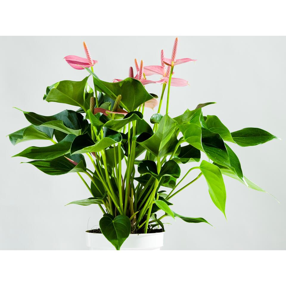 Anthurium - Flamingoplant roze - Pot 12 cm - Hoogte 50 cm
