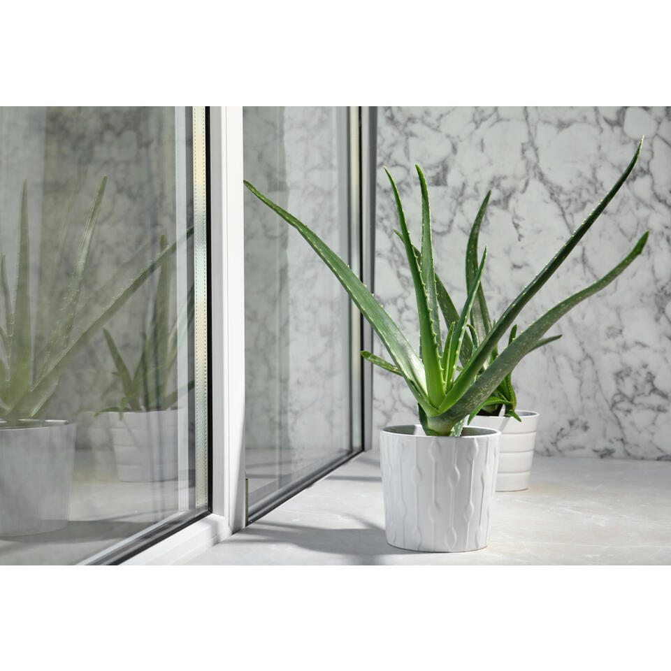 Aloe vera - 3x in kemarieke pot - Pot 10,5 cm - Hoogte 25 cm