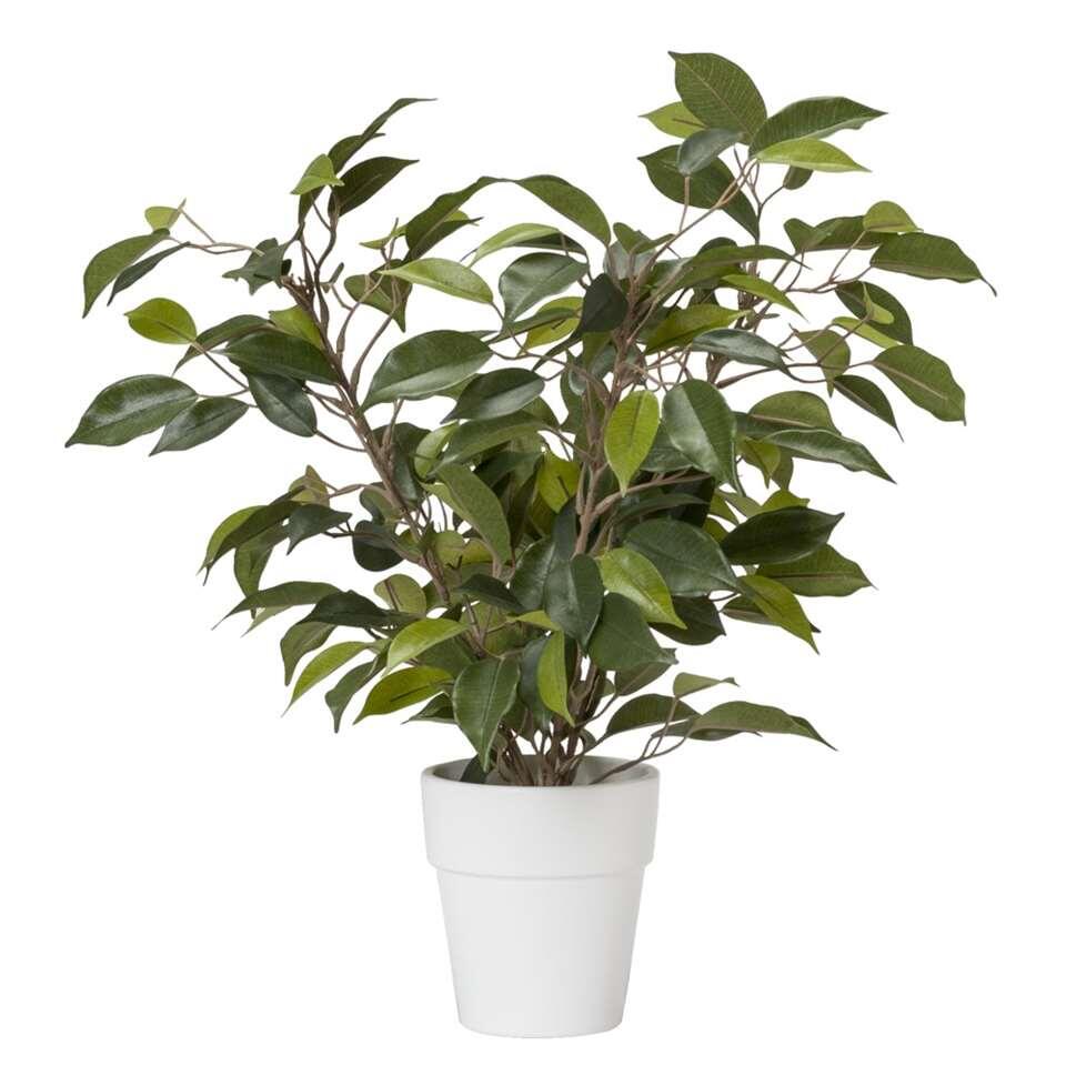 Ficus in pot - wit - 40 cm