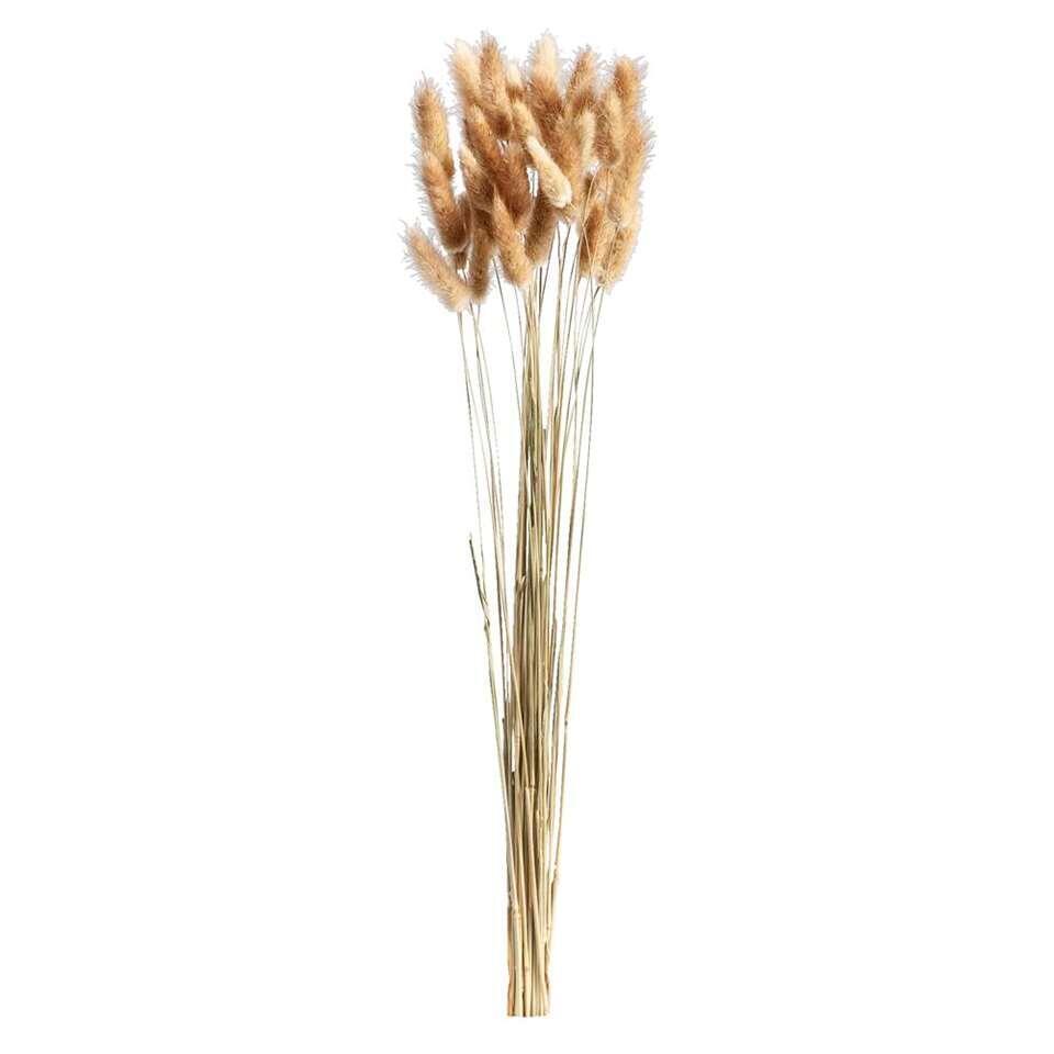 Droogbloemen Lagurus - bruin - 45-50 cm