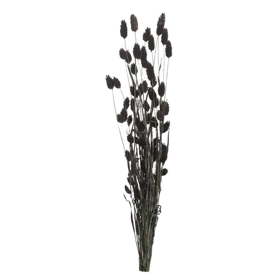 Droogbloemen Phalaris - zwart - 76 cm