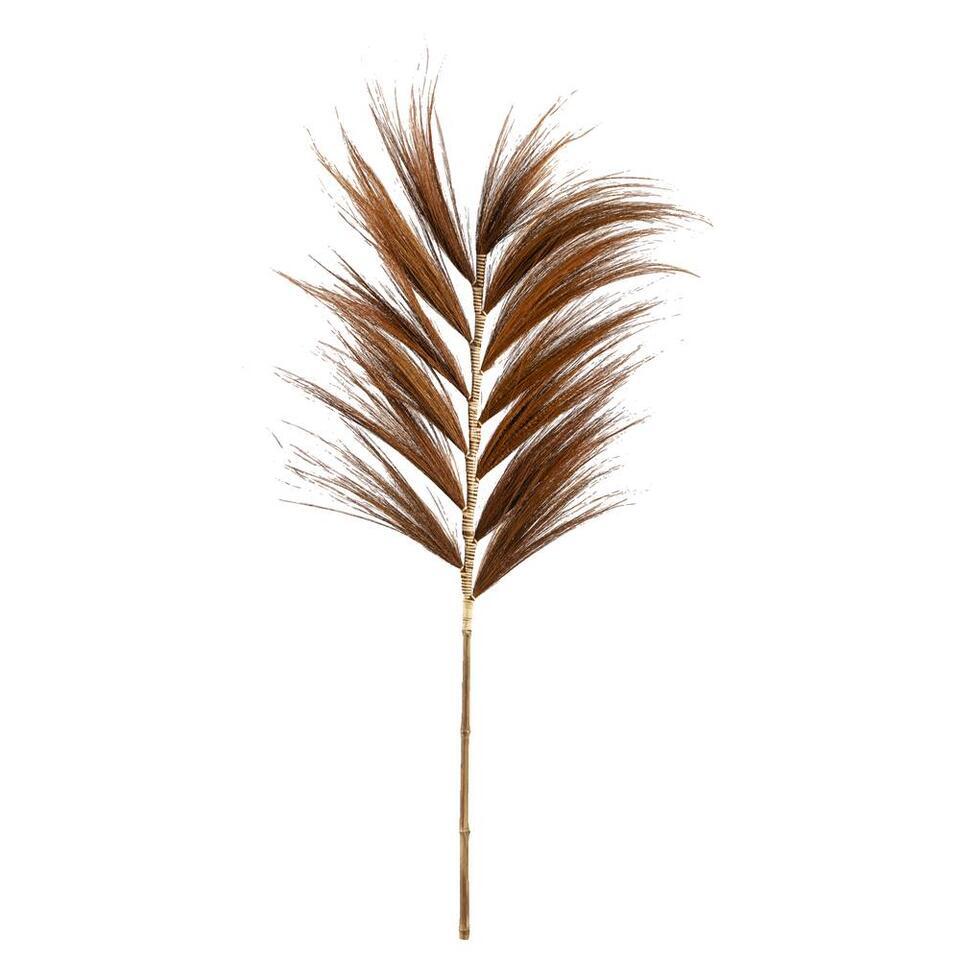 Droogbloemen Grass plume - bruin - 118 cm