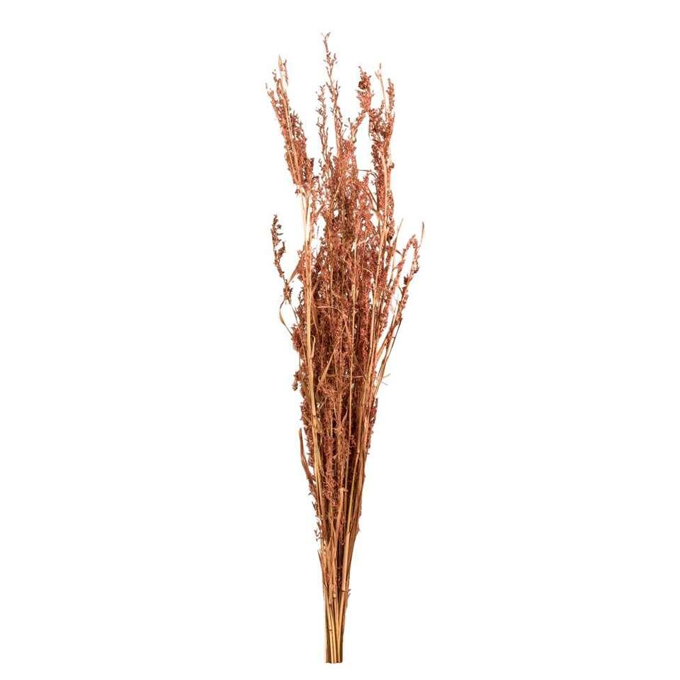 Droogbloemen Alfonso gras - naturel - 100 cm