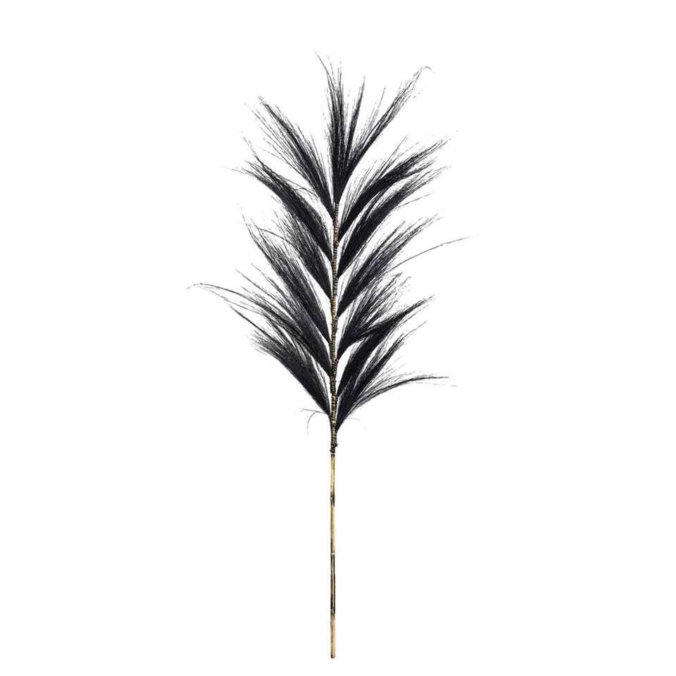 Droogbloemen Pluim gras - zwart - 118 cm